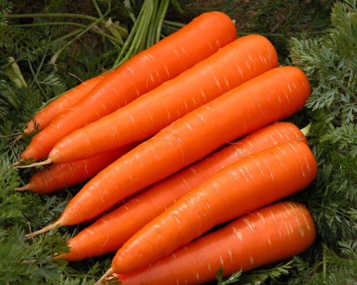 Сертификат на морковь