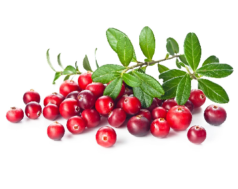 Сертификат на бруснику