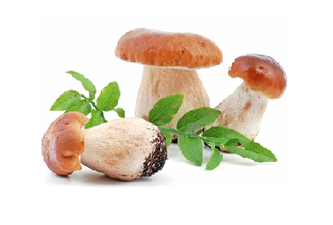 Сертификат на грибы