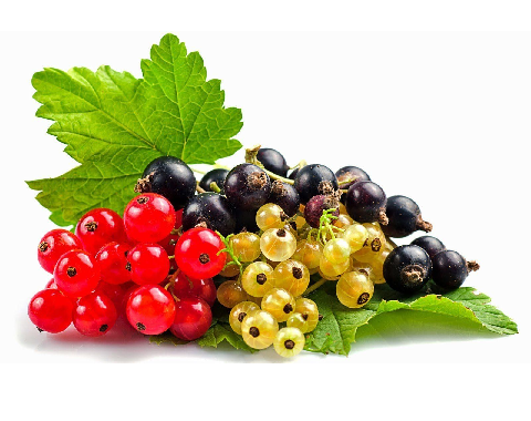 Сертификат на смородину